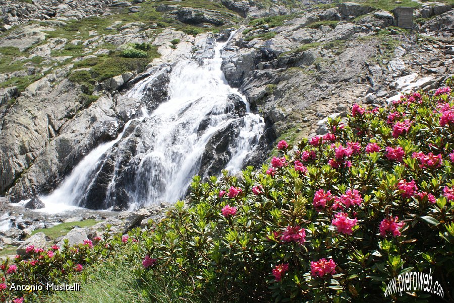 12 rododendri con cascata.JPG